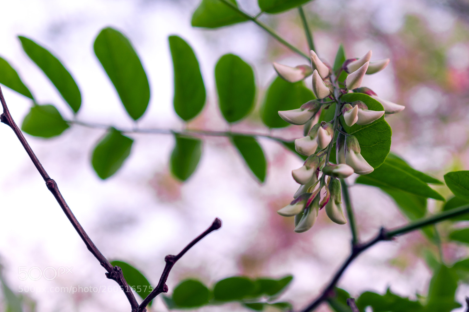 Nikon D3400 sample photo. Nikon d3400 + 18-55 mm photography