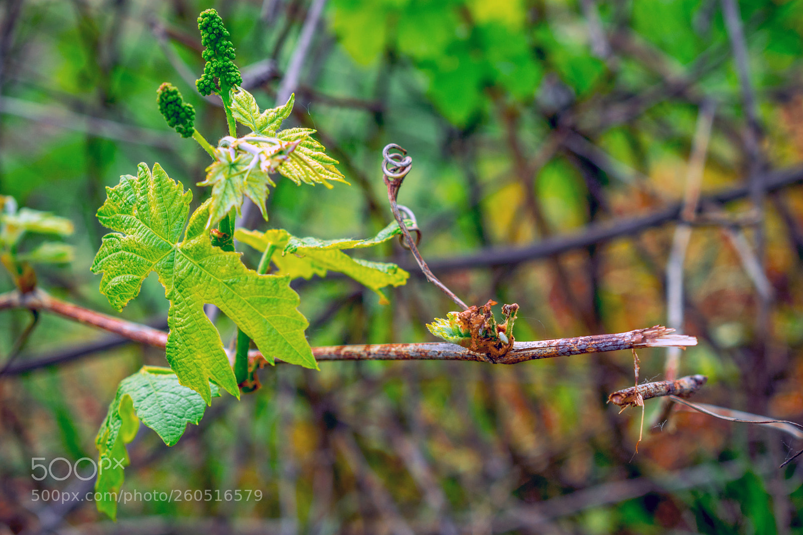 Nikon D3400 sample photo. Nikon d3400 + 18-55 mm photography