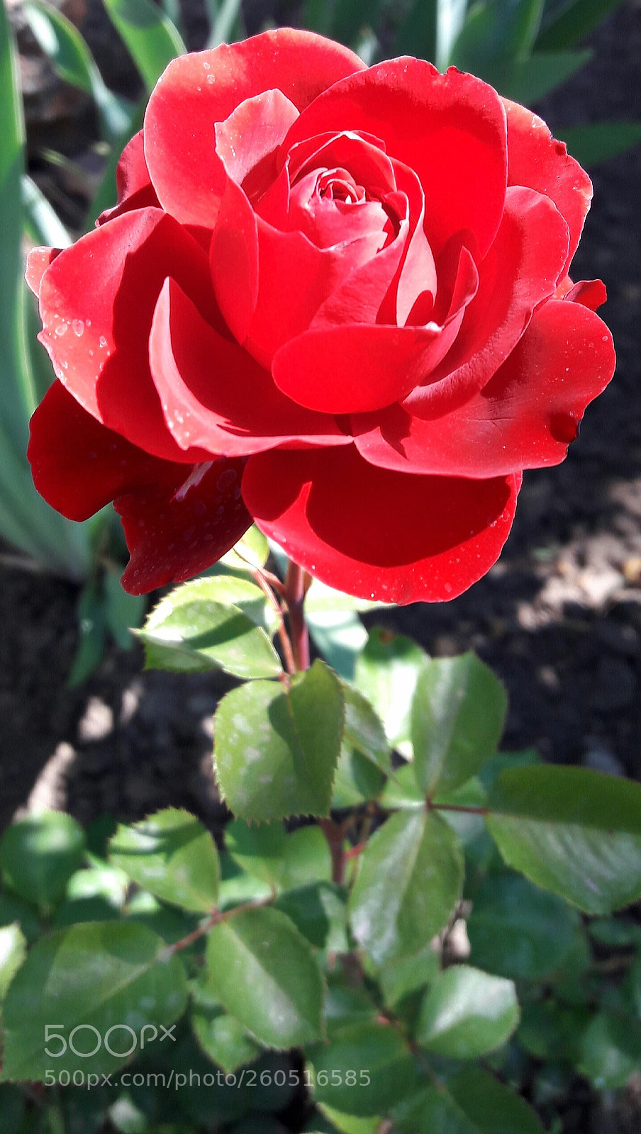 Samsung Galaxy J7 sample photo. Red rose photography
