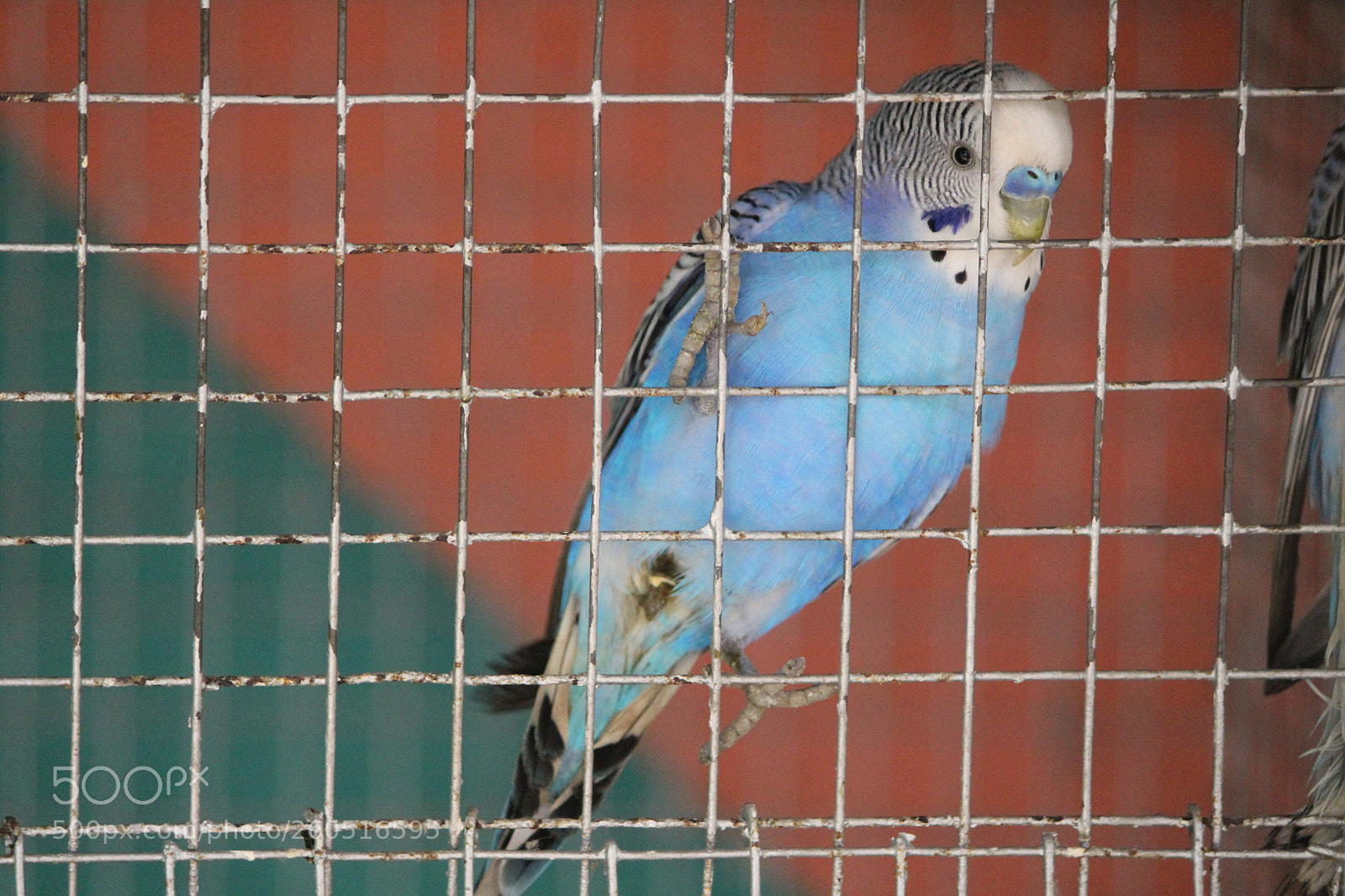 Canon EOS 1200D (EOS Rebel T5 / EOS Kiss X70 / EOS Hi) sample photo. Want to be free photography