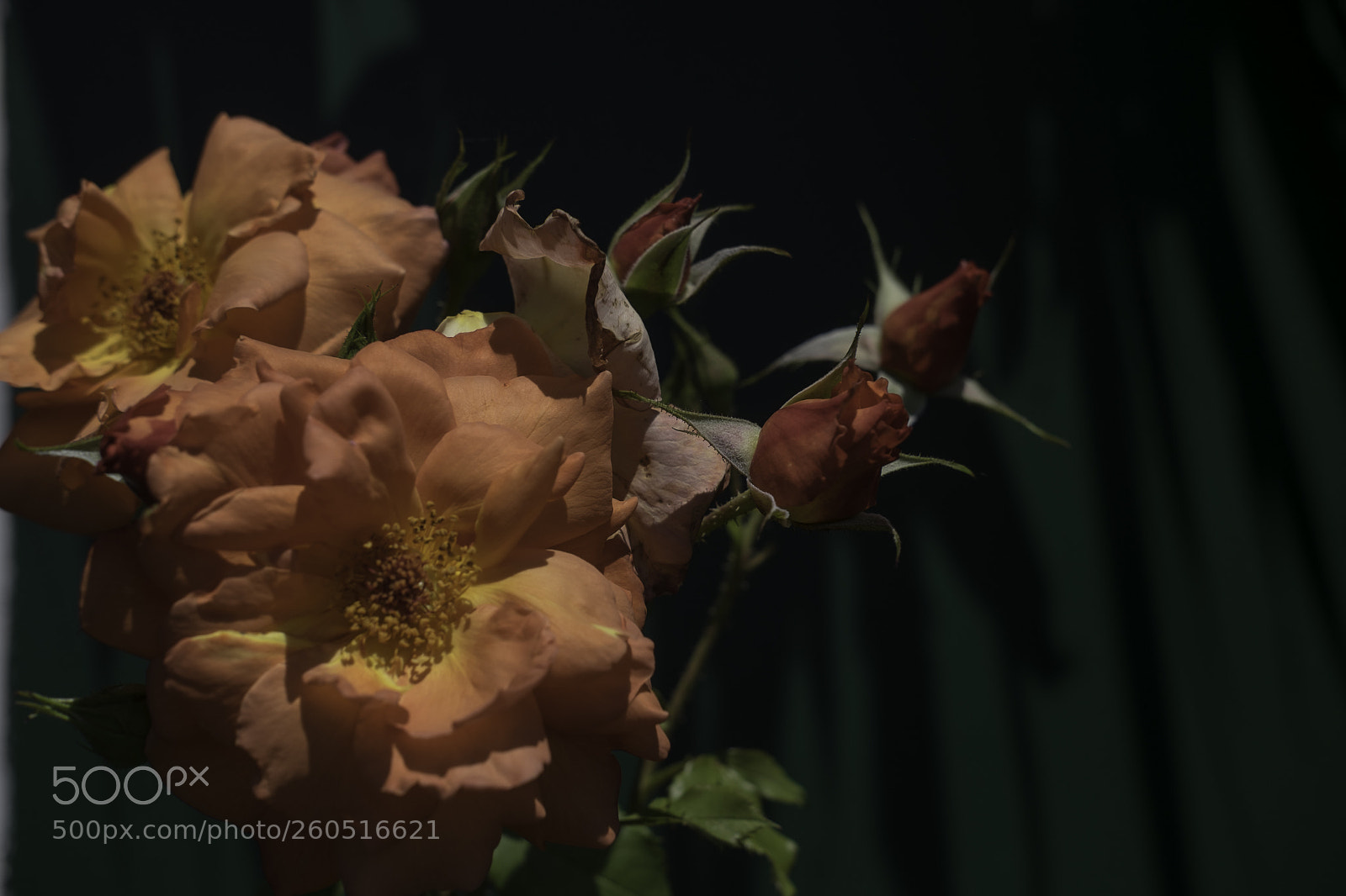Fujifilm X-T1 sample photo. Rosige zeit photography