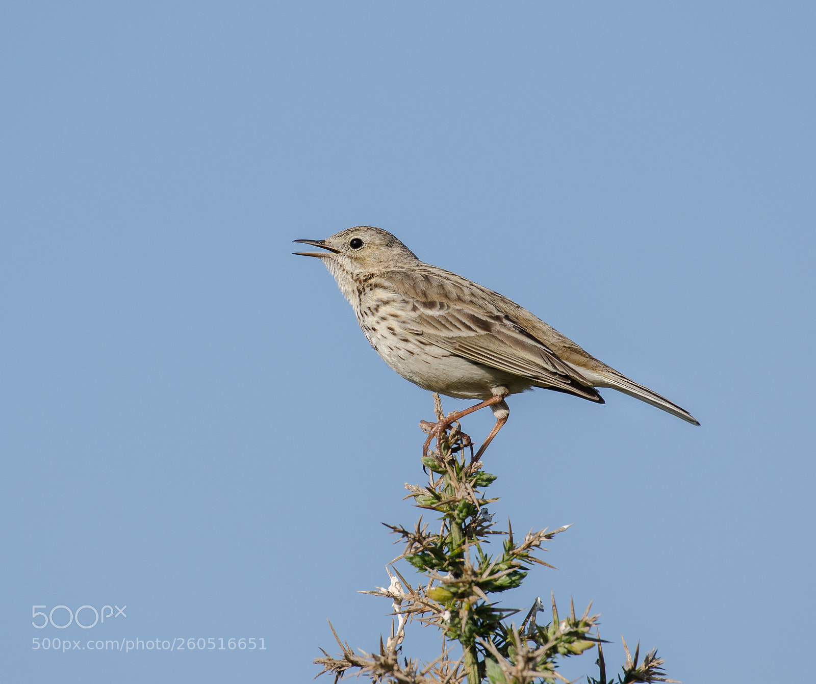 Nikon D7000 sample photo. Pipit photography
