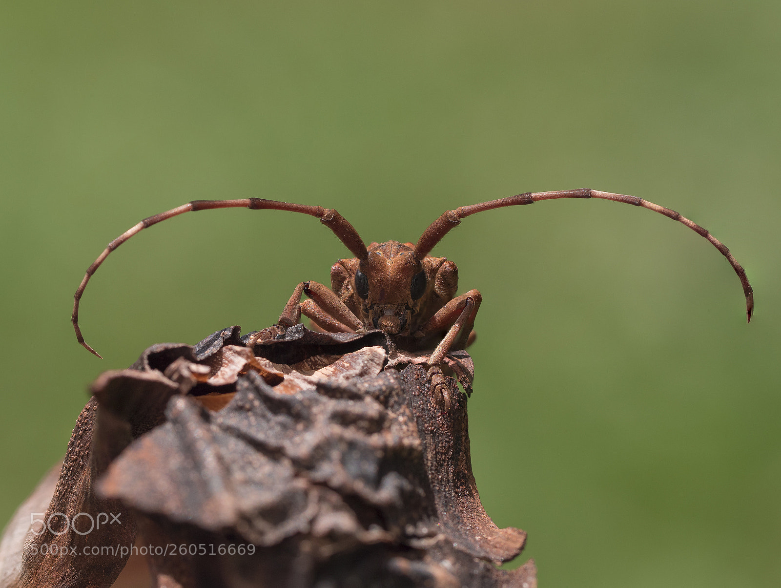 Olympus PEN-F sample photo. Cerambycidae - longhorn beetle photography