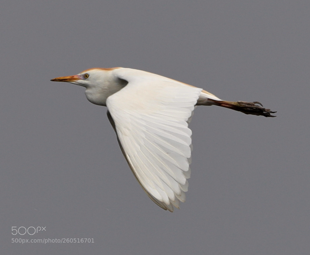 Canon EOS-1D X Mark II sample photo. 06-02-18-0020785.jpg photography