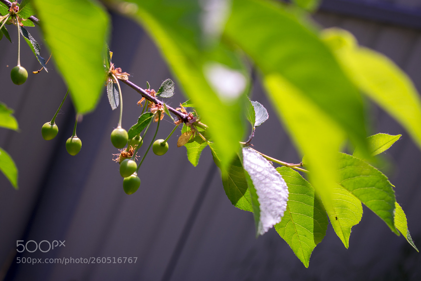 Nikon D3400 sample photo. Nikon d3400 + 18-55 mm photography