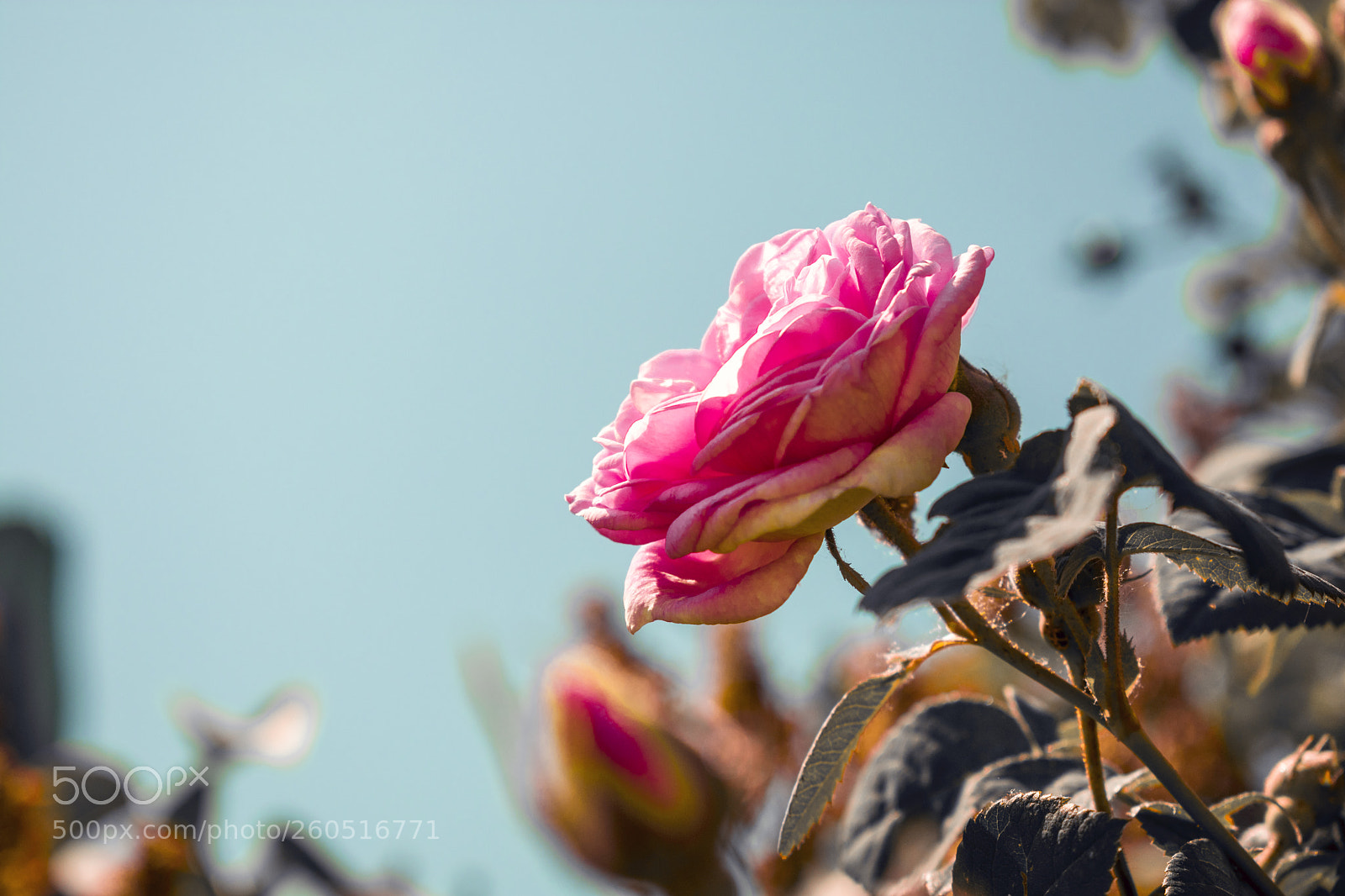 Nikon D3400 sample photo. Nikon d3400 + 18-55 mm photography