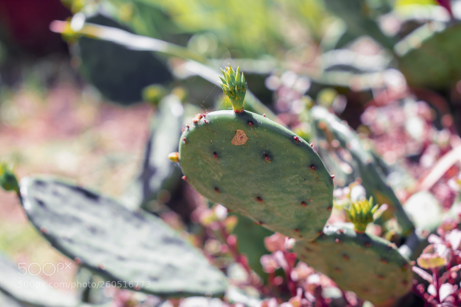 Nikon D3400 sample photo. Nikon d3400 + 18-55 mm photography