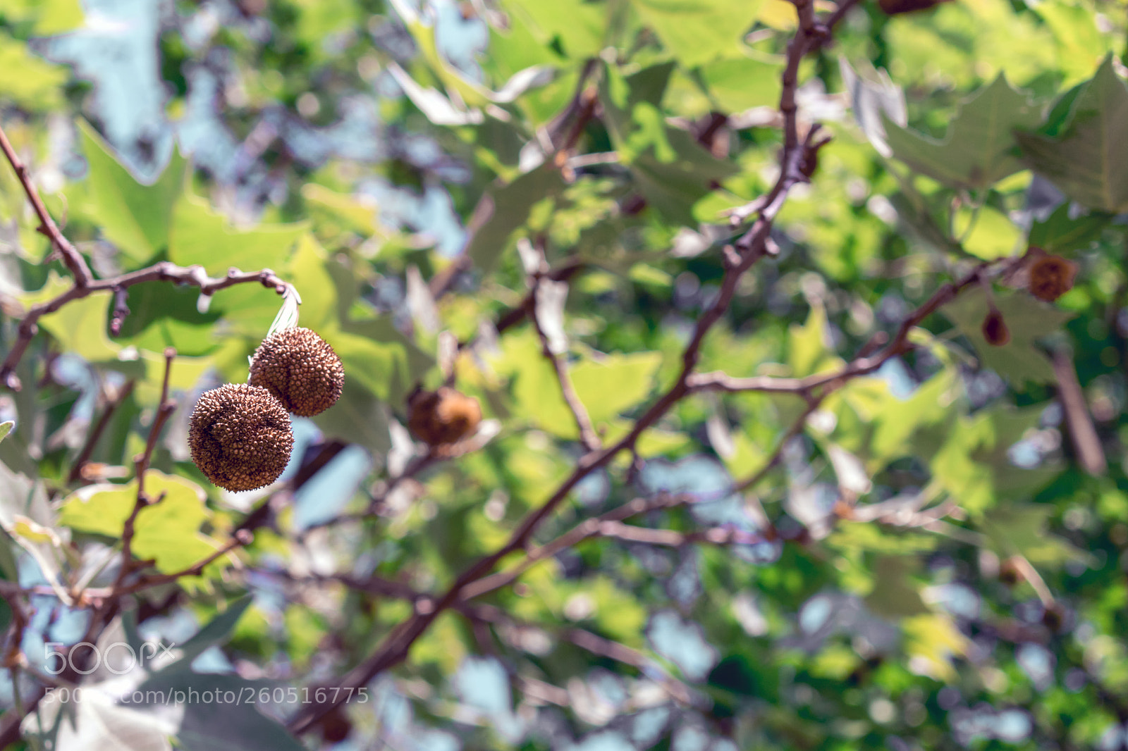 Nikon D3400 sample photo. Nikon d3400 + 18-55 mm photography