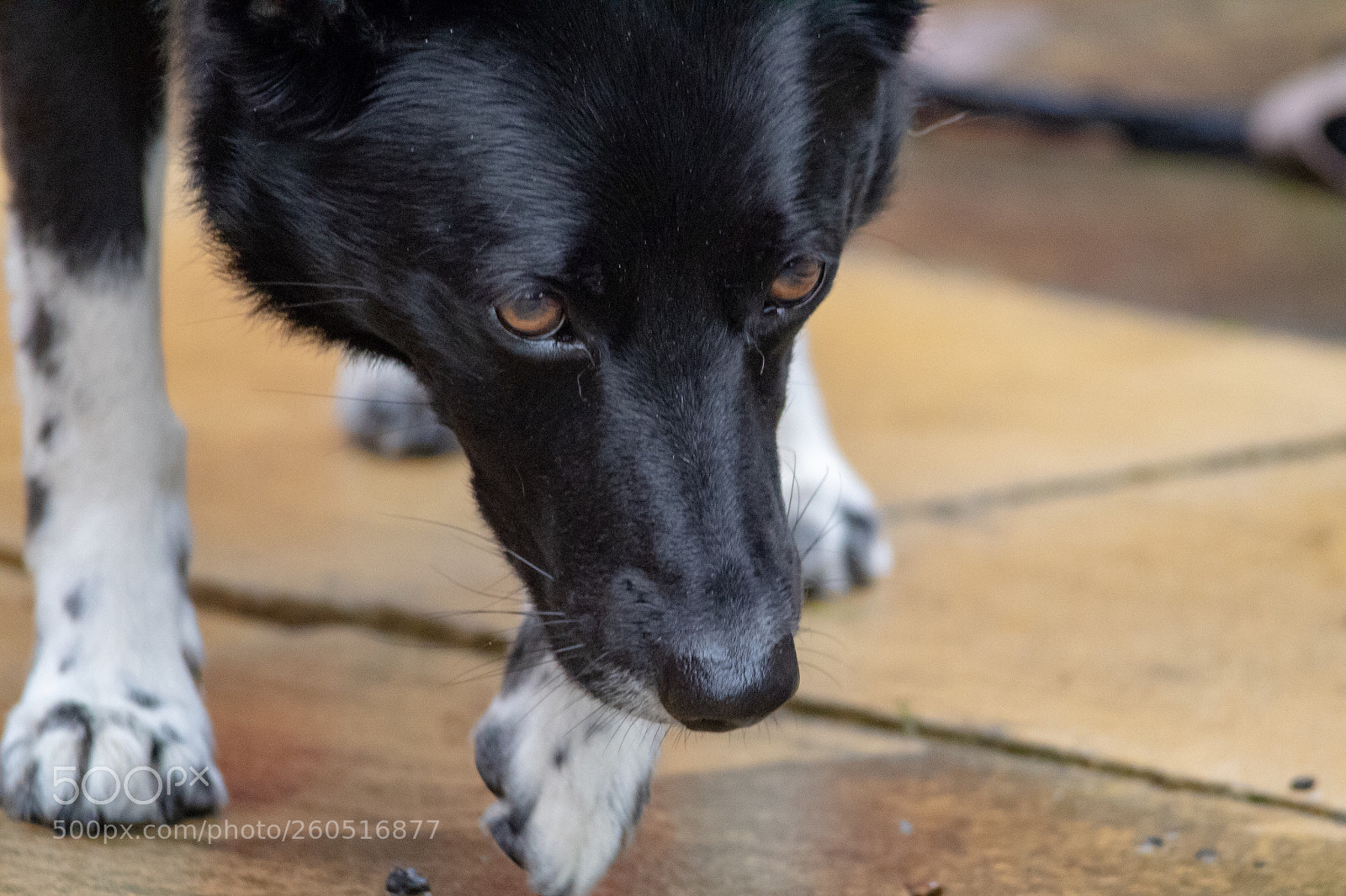 Canon EOS 1300D (EOS Rebel T6 / EOS Kiss X80) sample photo. On the prowl  photography