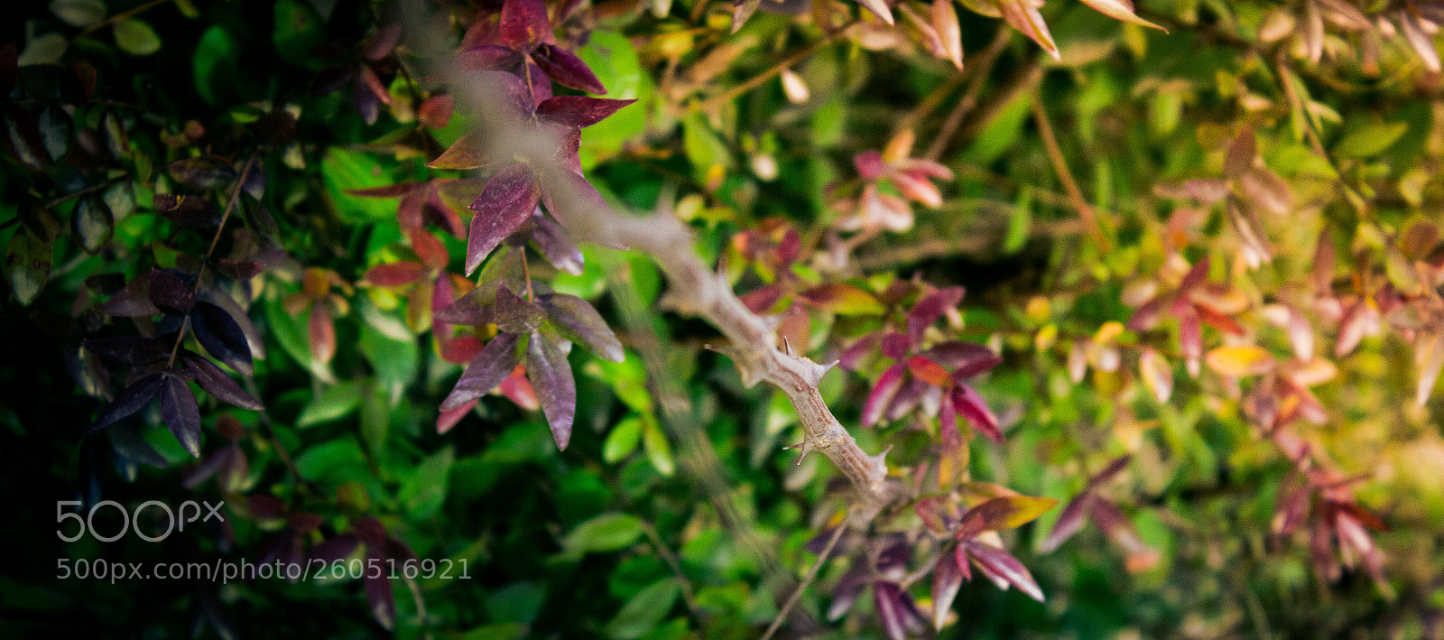 Canon EOS 7D sample photo. Untitled photography