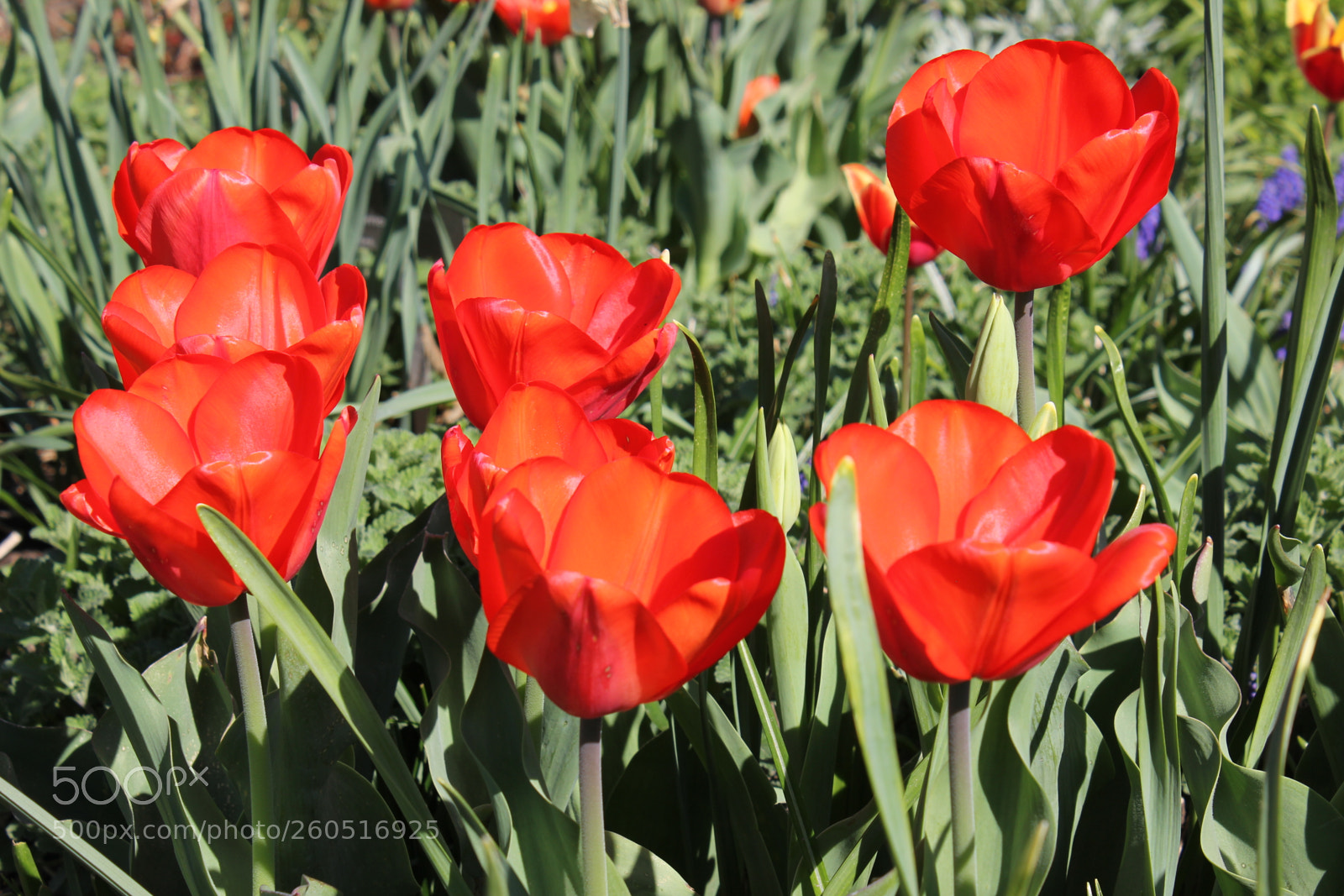 Canon EOS 550D (EOS Rebel T2i / EOS Kiss X4) sample photo. Tulips edward's gardens, toronto photography