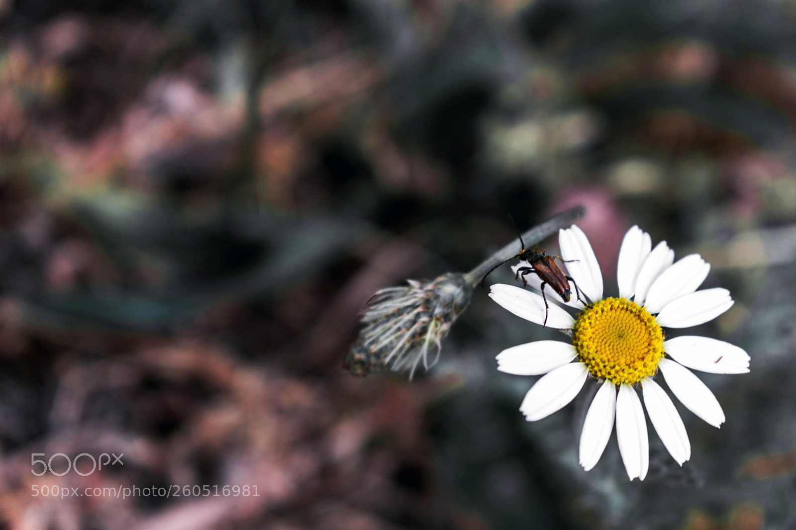 Nikon D3400 sample photo. Nikon d3400 + 18-55 mm photography