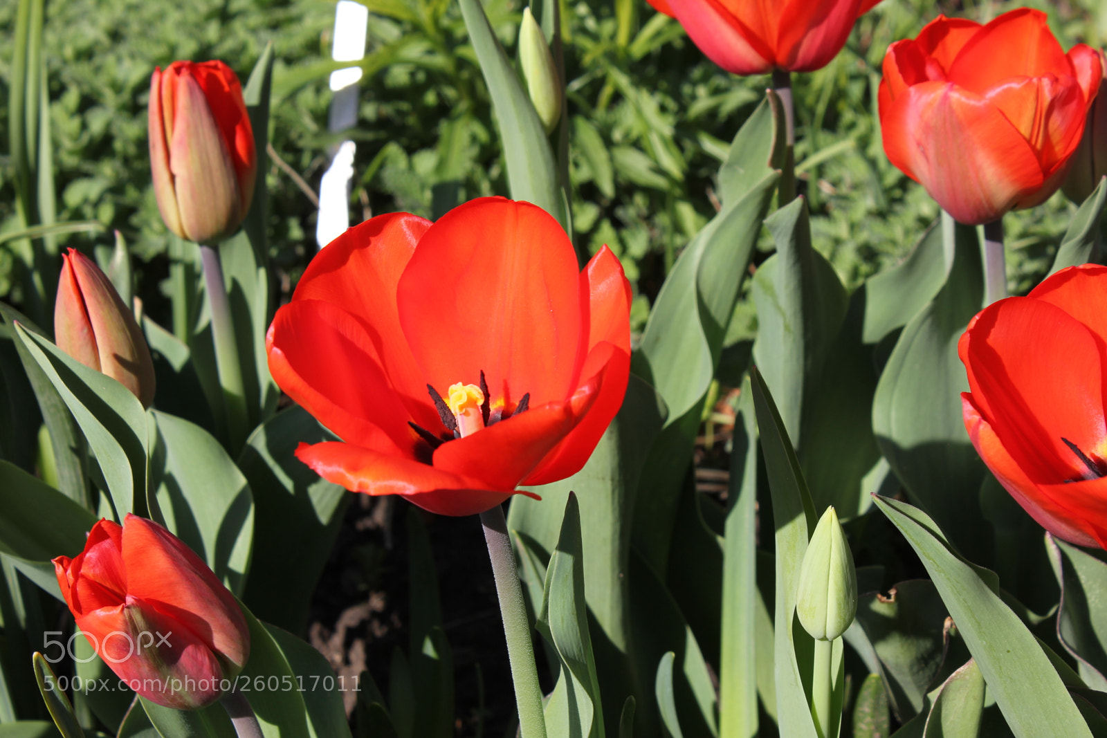 Canon EOS 550D (EOS Rebel T2i / EOS Kiss X4) sample photo. Tulips edward's gardens, toronto photography