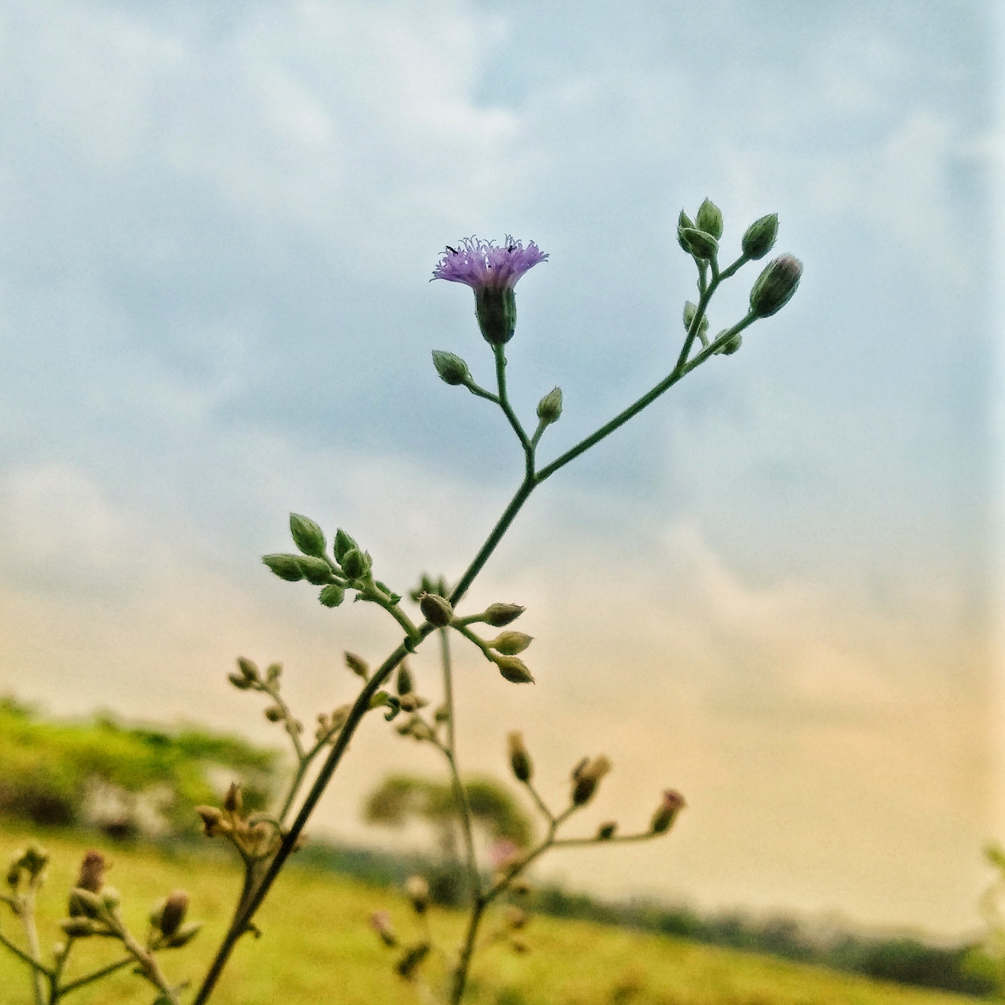 OPPO A37fw-International sample photo. Jungle flower photography