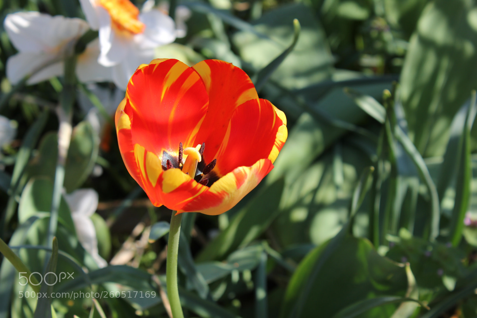 Canon EOS 550D (EOS Rebel T2i / EOS Kiss X4) sample photo. Tulips edward's gardens, toronto photography