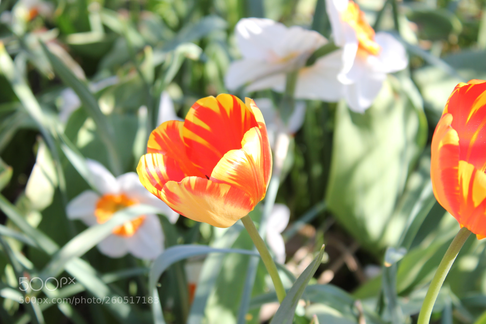 Canon EOS 550D (EOS Rebel T2i / EOS Kiss X4) sample photo. Tulips edward's gardens, toronto photography