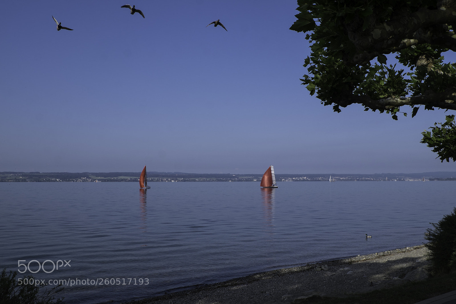 Fujifilm X-T1 sample photo. Flug - geschwader marsch photography