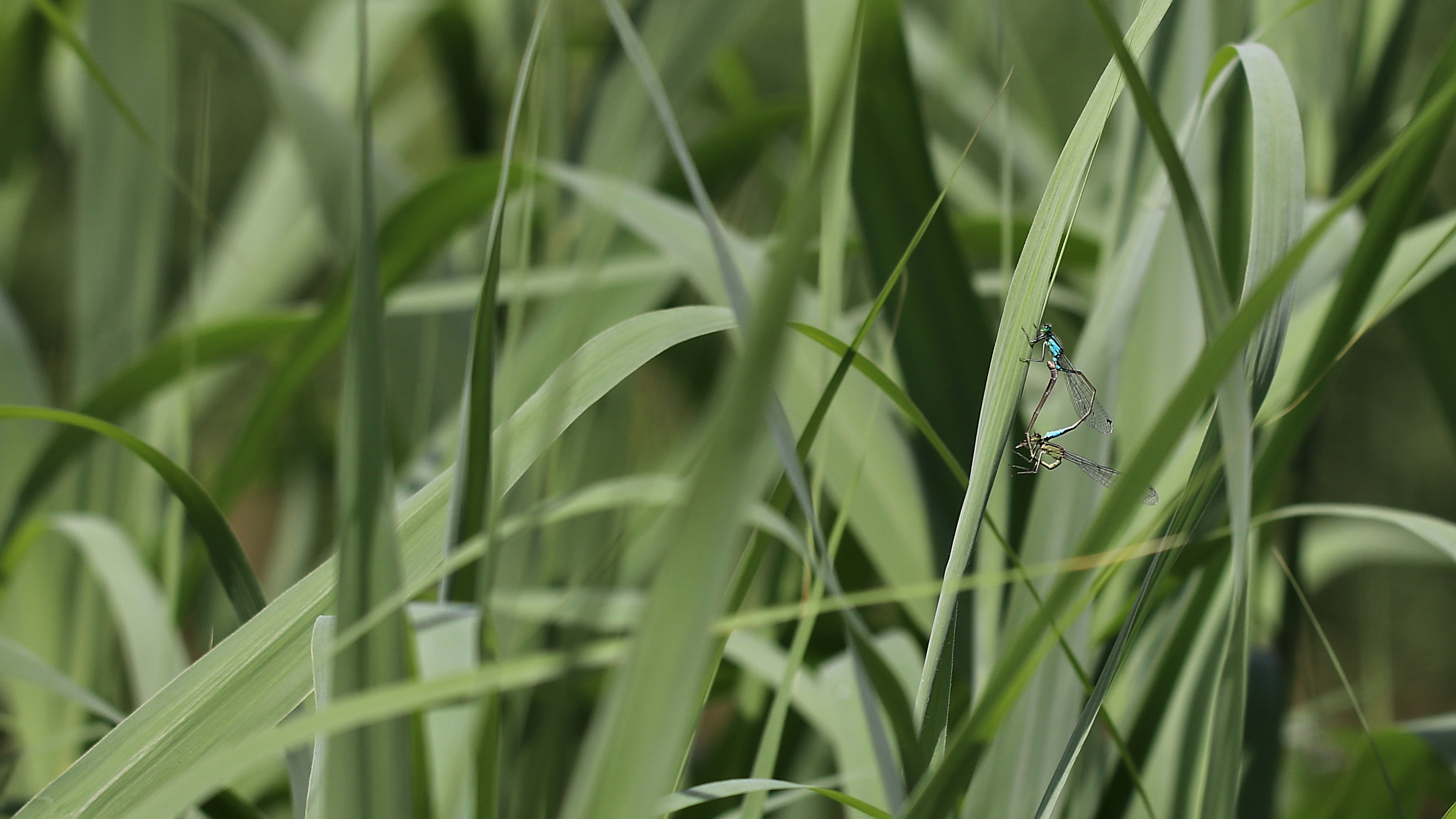 Sigma 150-600mm F5-6.3 DG OS HSM | C sample photo. Dragonfly repro photography