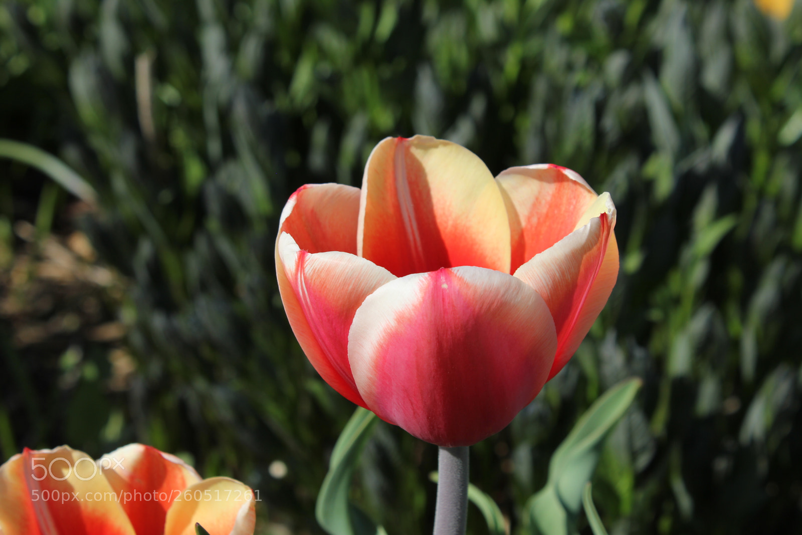 Canon EOS 550D (EOS Rebel T2i / EOS Kiss X4) sample photo. Tulips edward's gardens, toronto photography