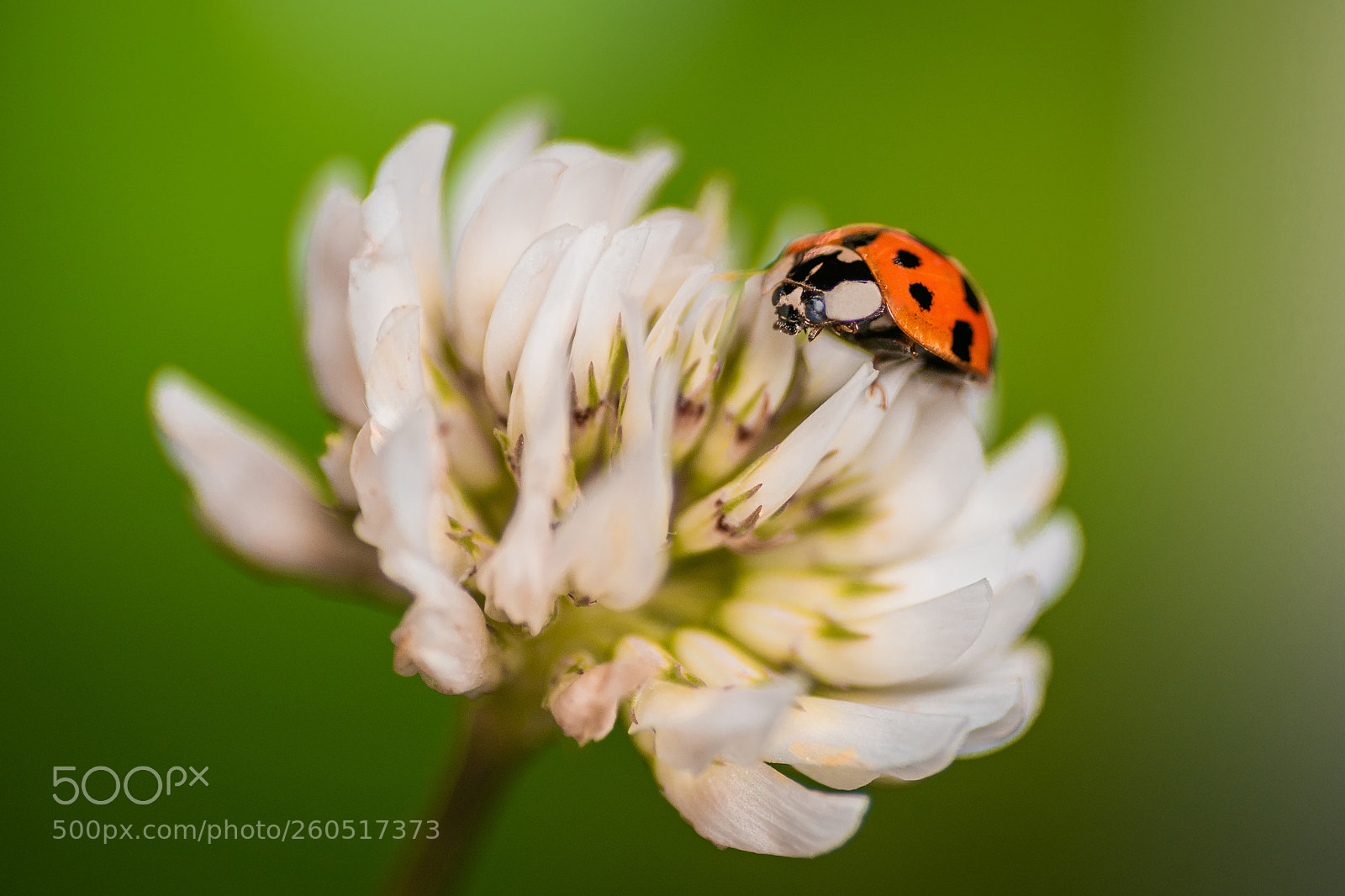 Nikon D7200 sample photo. Ladybug photography