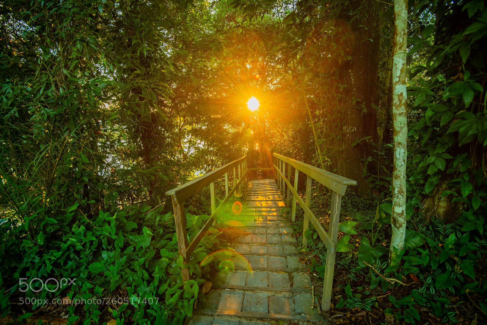 Nikon D800E sample photo. Rain forest sunset photography