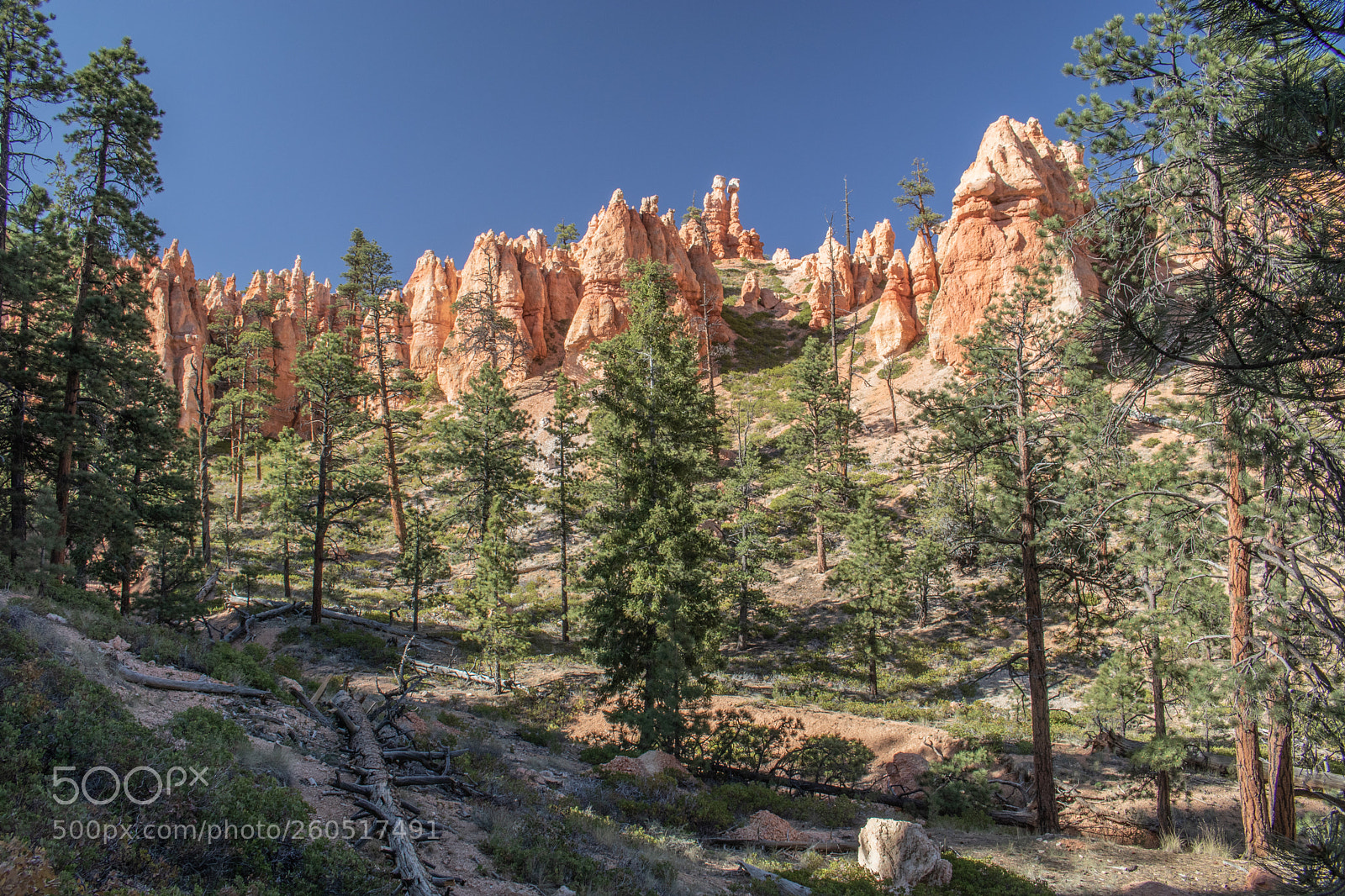 Canon EOS 80D sample photo. Forest of hoodoos photography