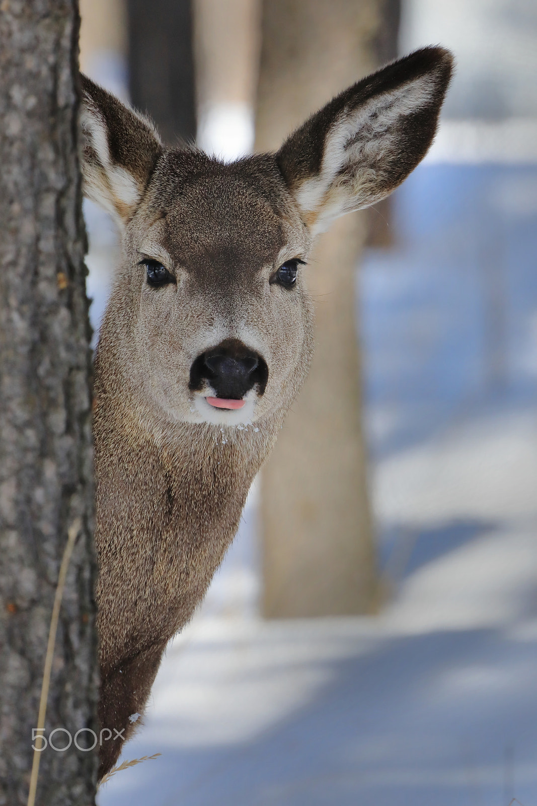 Canon EOS 5D Mark IV sample photo. Cheeky deer photography