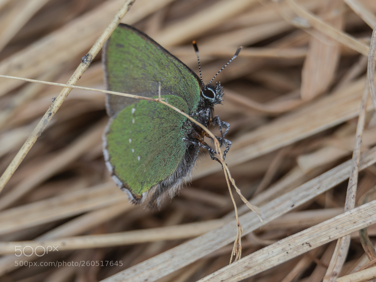 Canon EOS 7D Mark II sample photo. Green hairstreak (callophrys rubi) photography