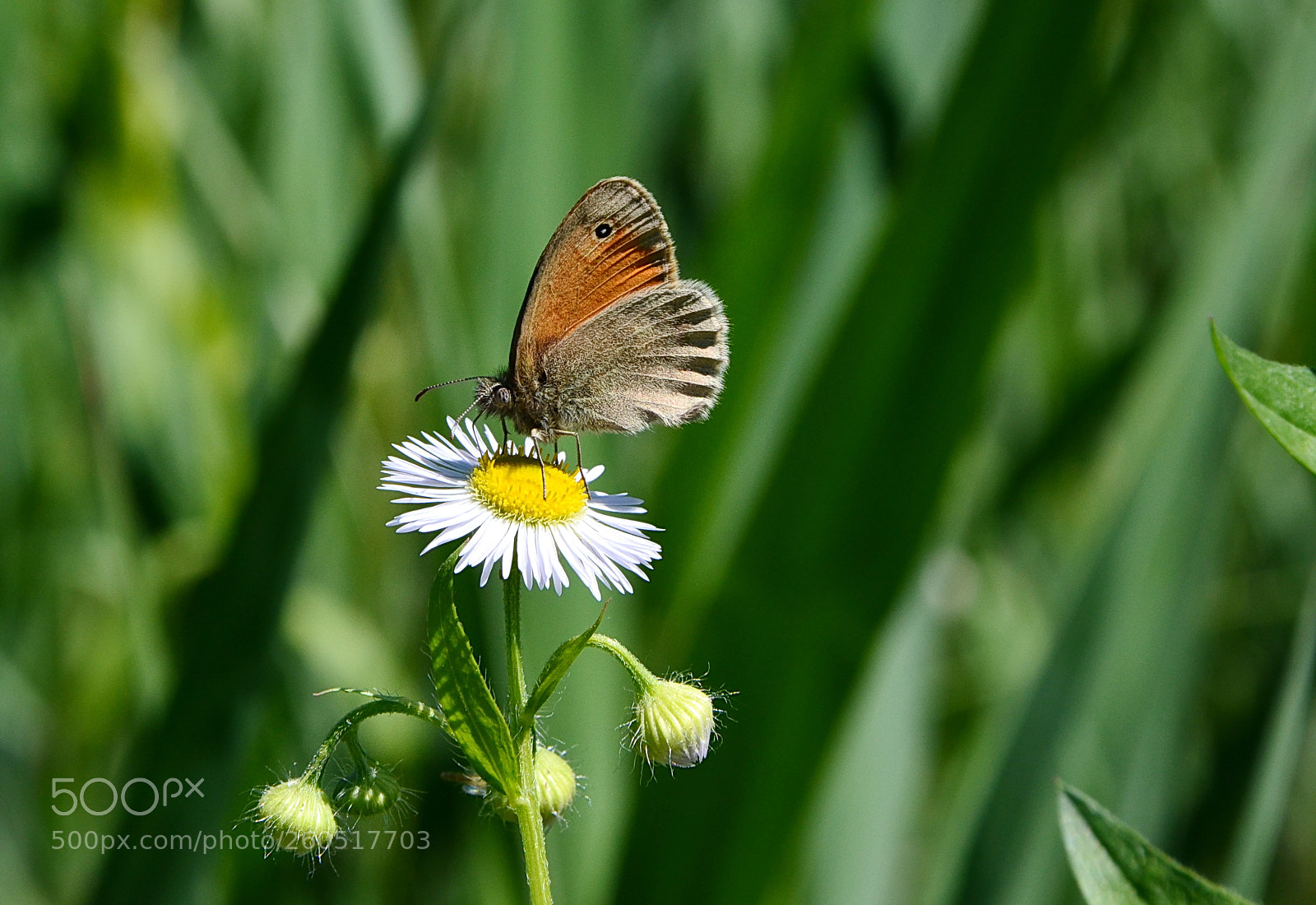 Nikon D5100 sample photo. Butterfly photography