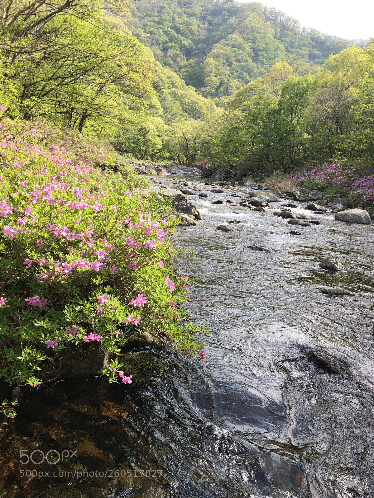 Apple iPhone 6s Plus sample photo. Asaleas in the dal photography