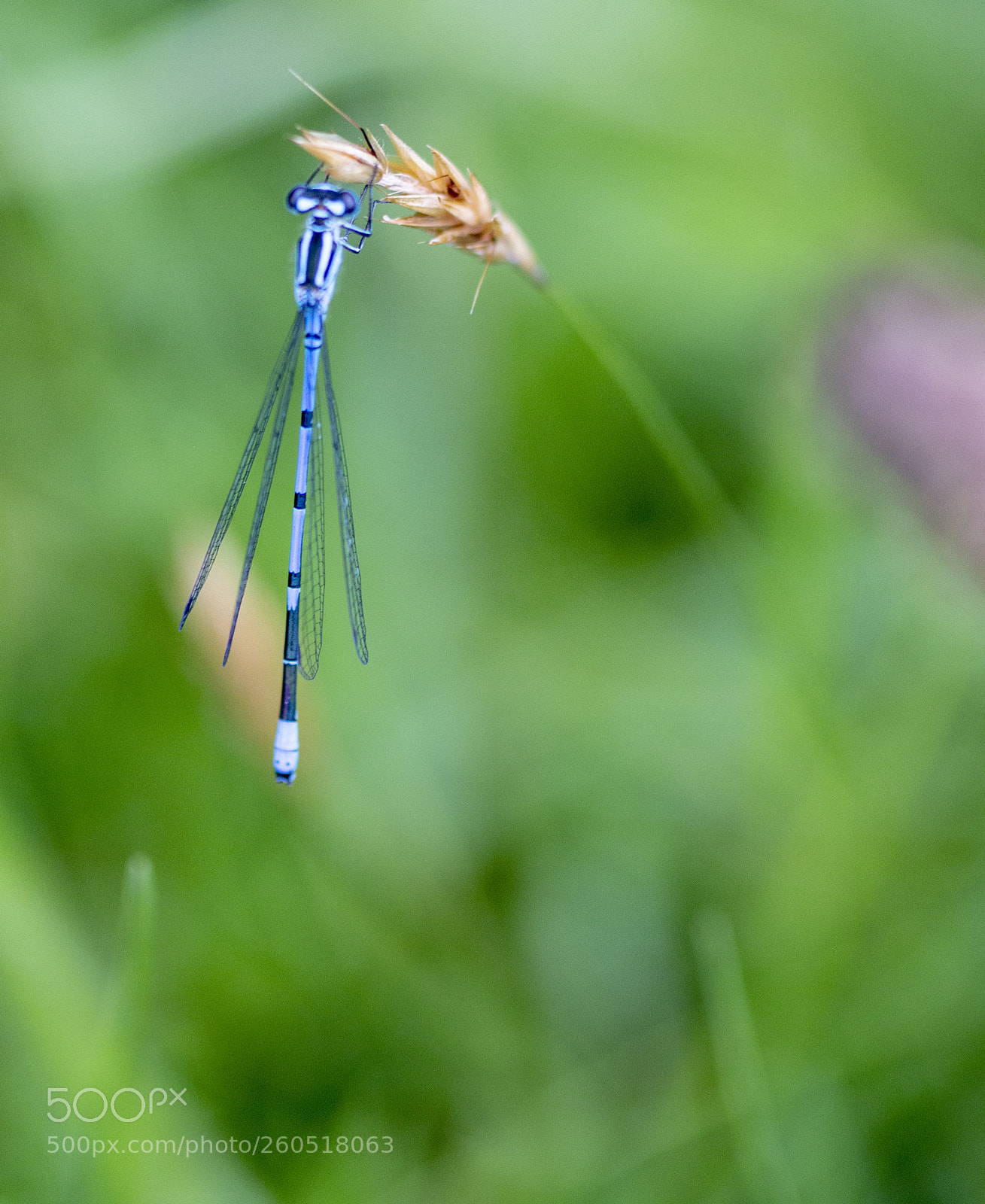 Canon EOS 70D sample photo. Juffer in the field photography
