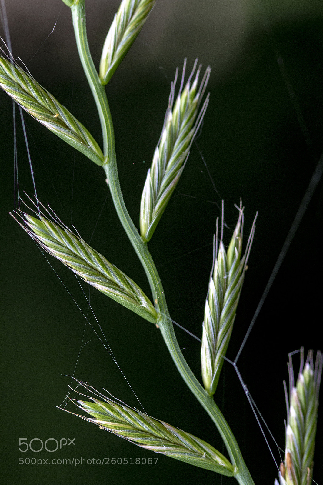 Canon EOS 70D sample photo. The grass photography