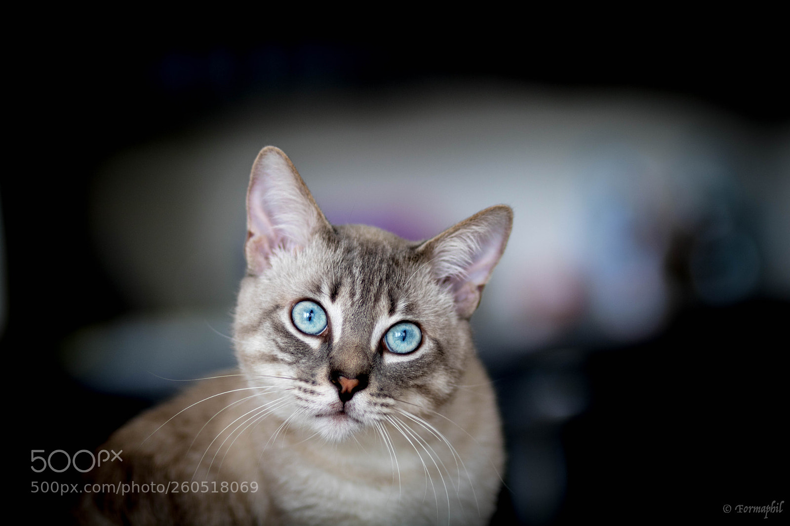 Canon EOS 750D (EOS Rebel T6i / EOS Kiss X8i) sample photo. Titus photography