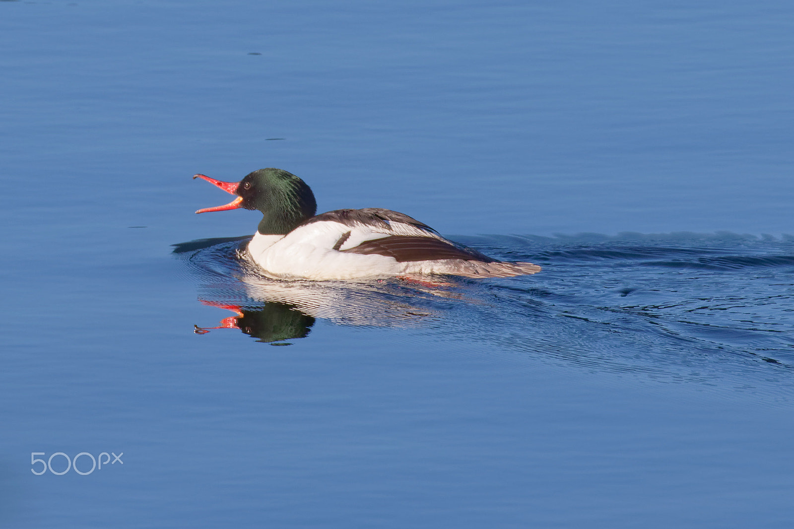 Canon EOS 7D Mark II sample photo. Goosander (male) photography