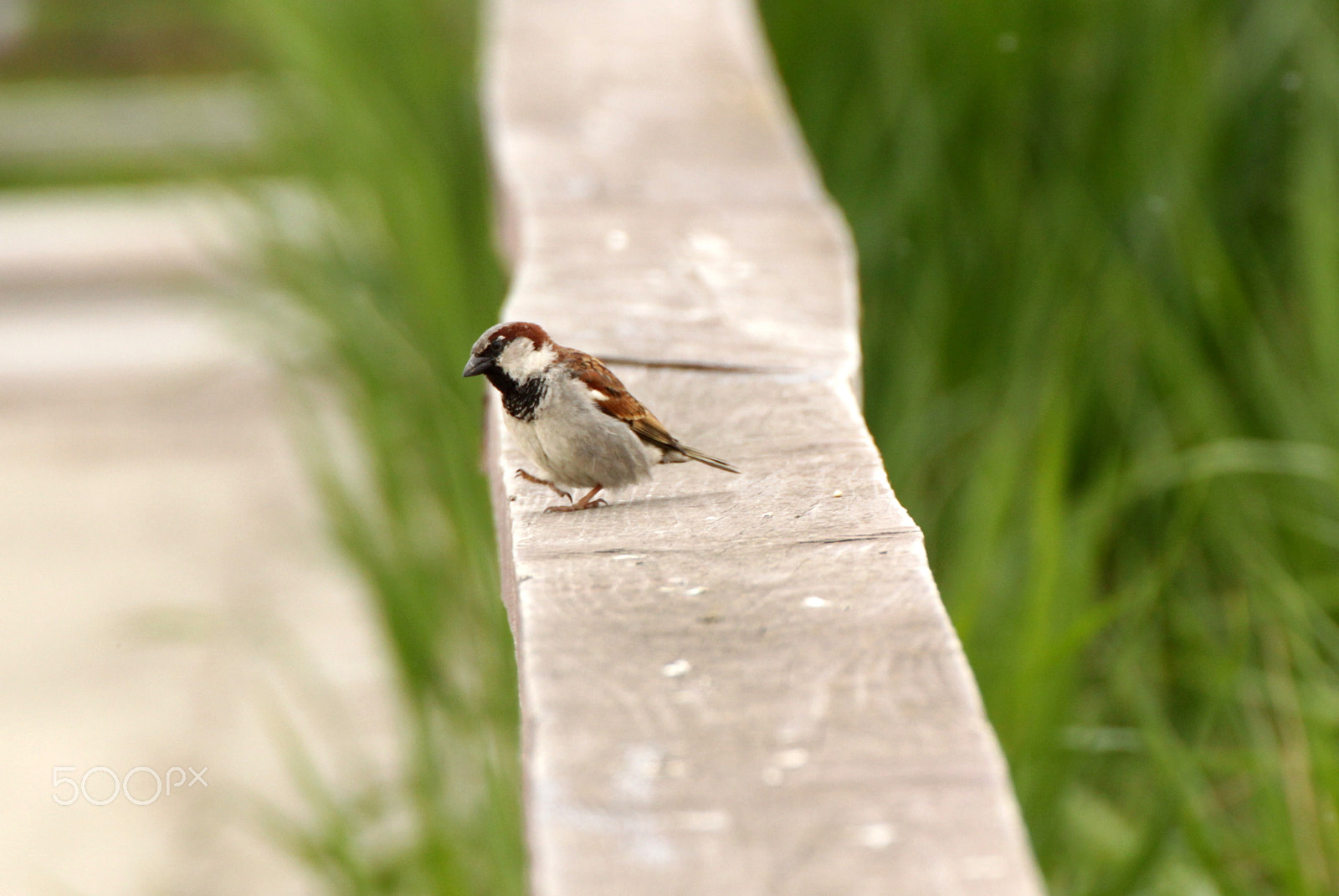 Tamron SP 35mm F1.8 Di VC USD sample photo. House sparrow [2] photography