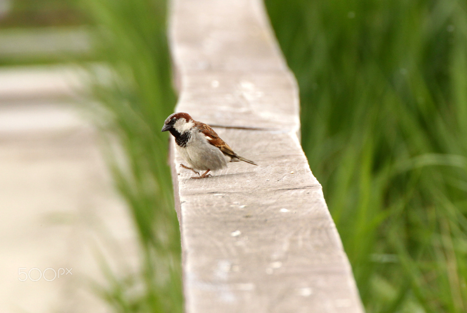 Canon EOS 500D (EOS Rebel T1i / EOS Kiss X3) sample photo. House sparrow [2] photography