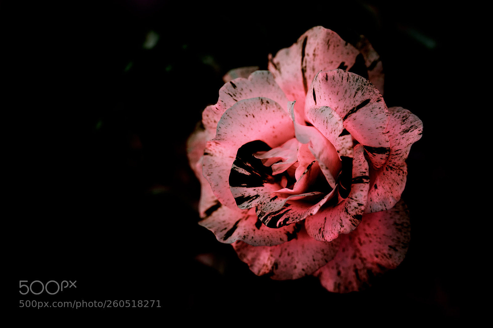 Nikon D800 sample photo. Alien rose photography