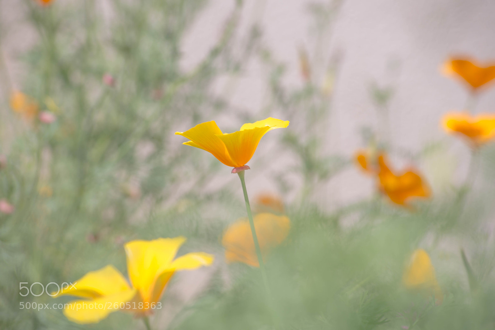 Canon EOS 6D sample photo. Au jardin photography