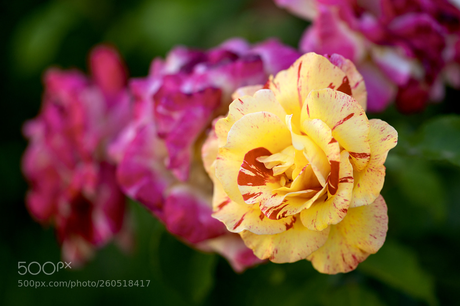 Nikon D800 sample photo. Yellow rose photography