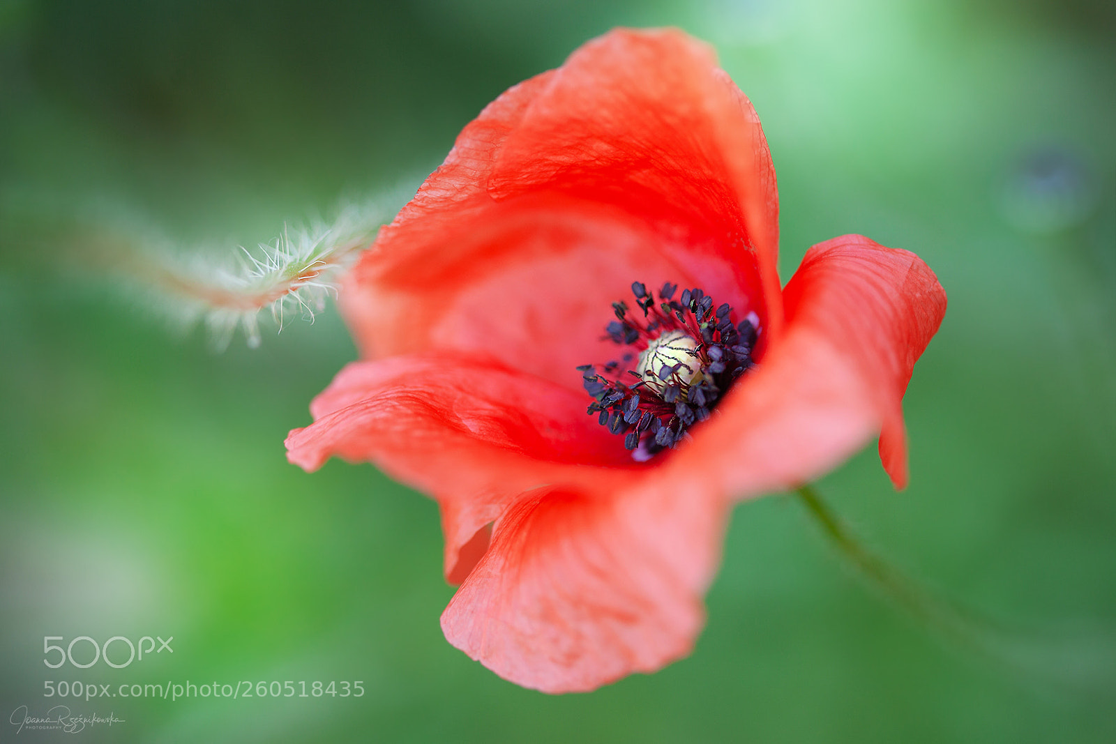 Canon EOS 5D Mark II sample photo. Pure love photography