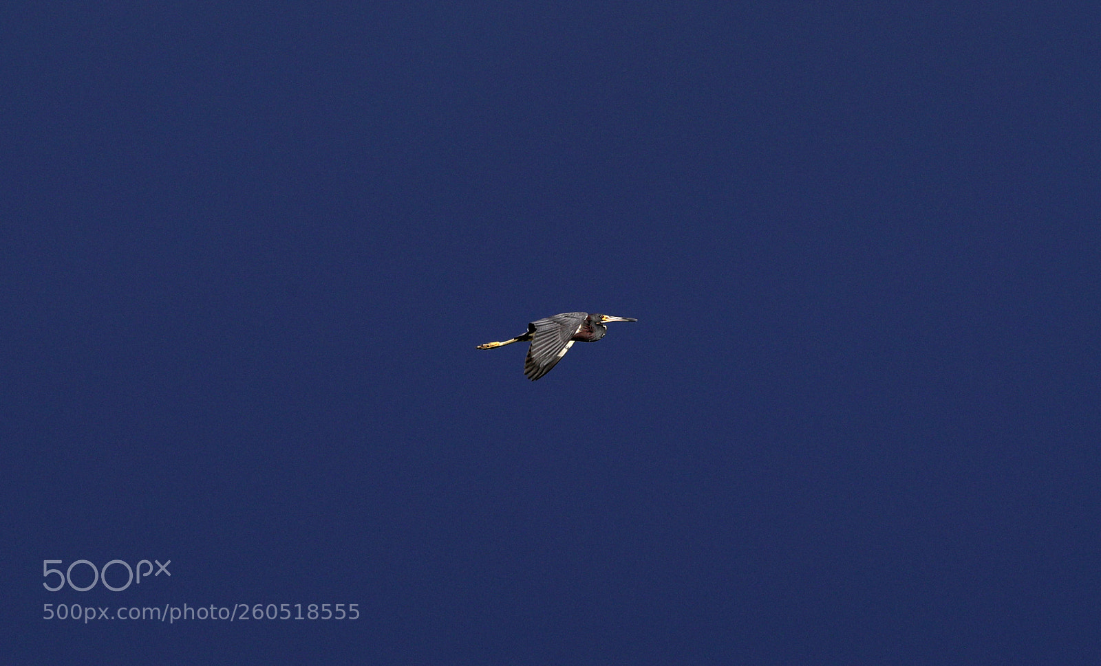 Canon EOS-1D X Mark II sample photo. 06-02-18-0020833.jpg photography