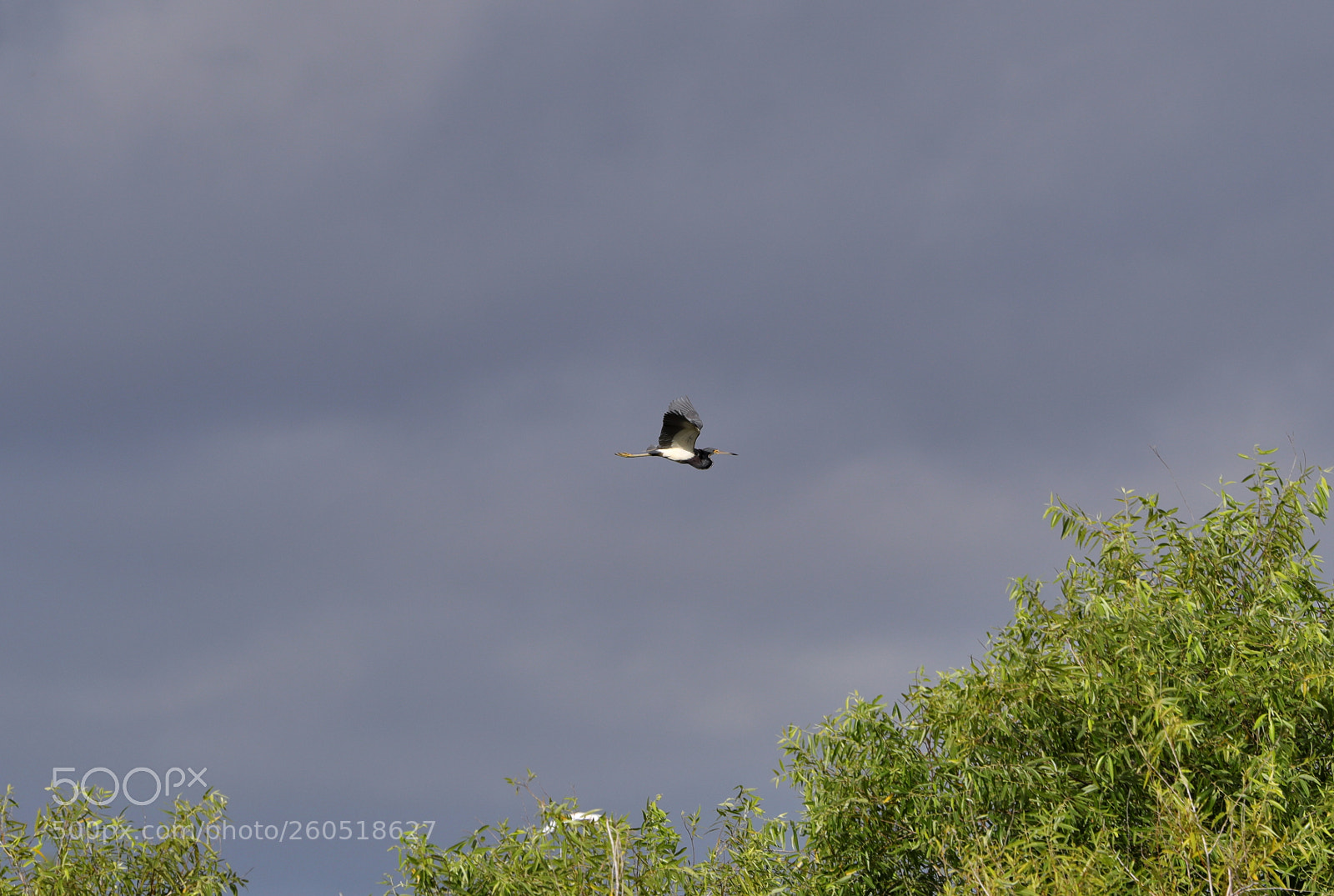 Canon EOS-1D X Mark II sample photo. 06-02-18-0020826 1.jpg photography