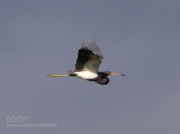 Canon EOS-1D X Mark II sample photo. 06-02-18-0020826.jpg photography