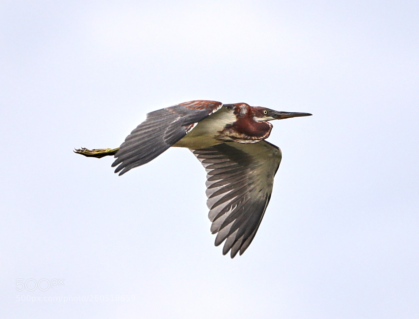 Canon EOS-1D X Mark II sample photo. 06-02-18-0020818.jpg photography