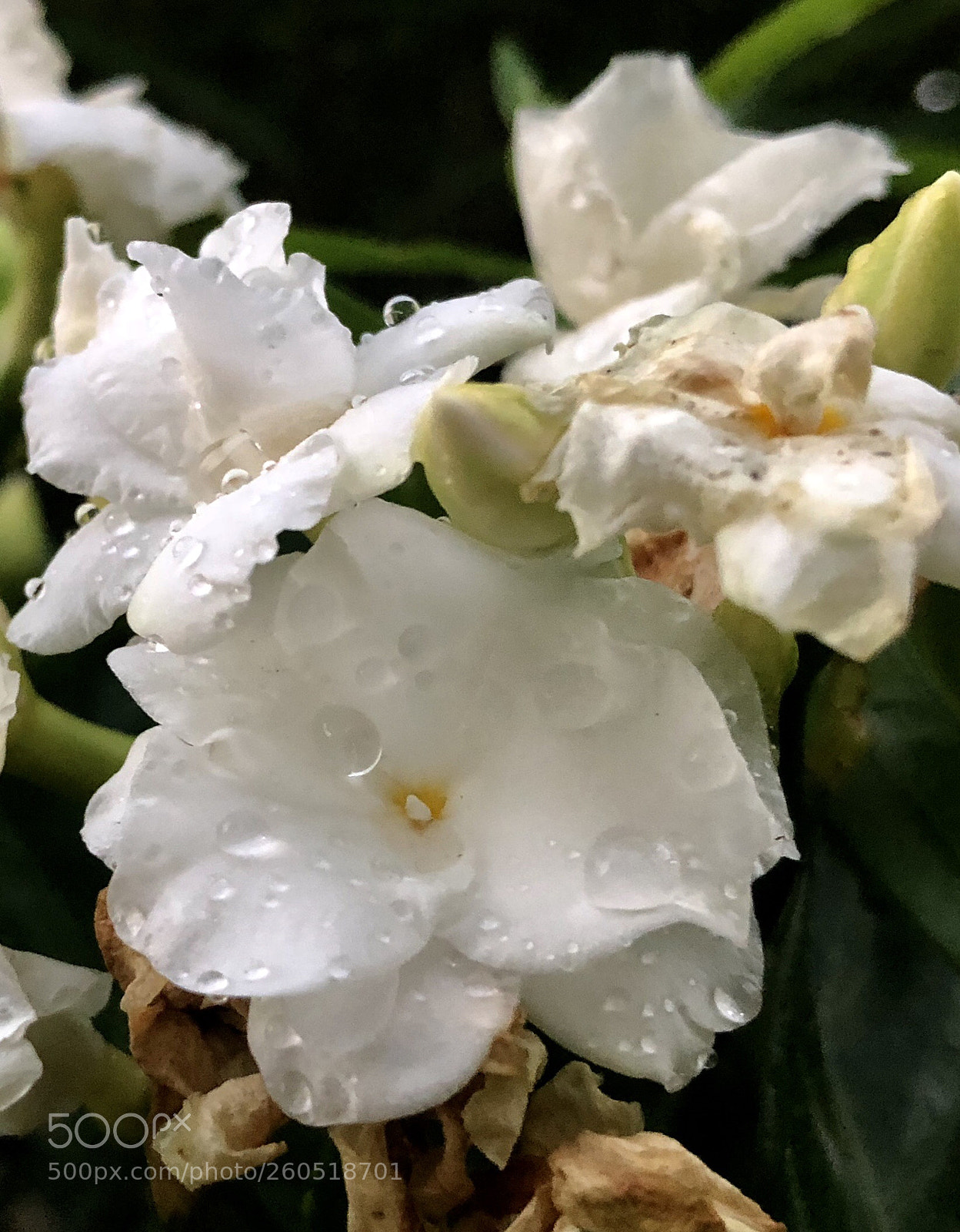 Apple iPhone 8 Plus sample photo. White flowers 
 photography