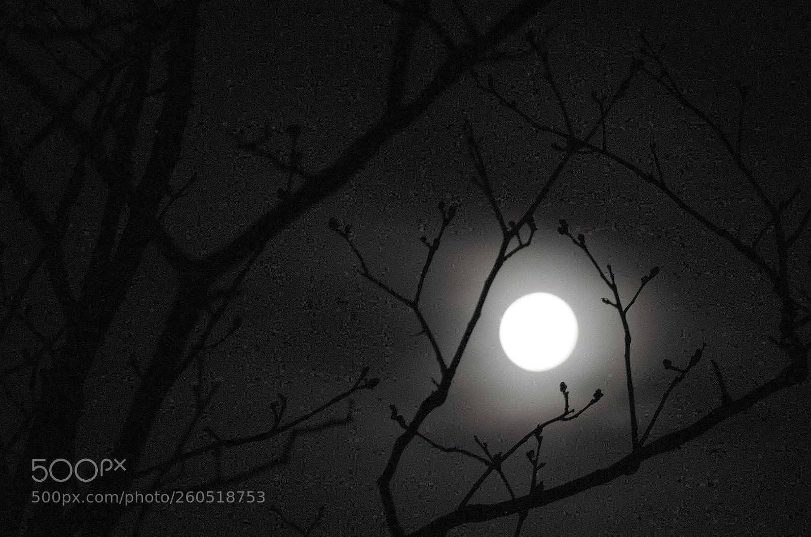 Pentax K-50 sample photo. Spring is just around photography