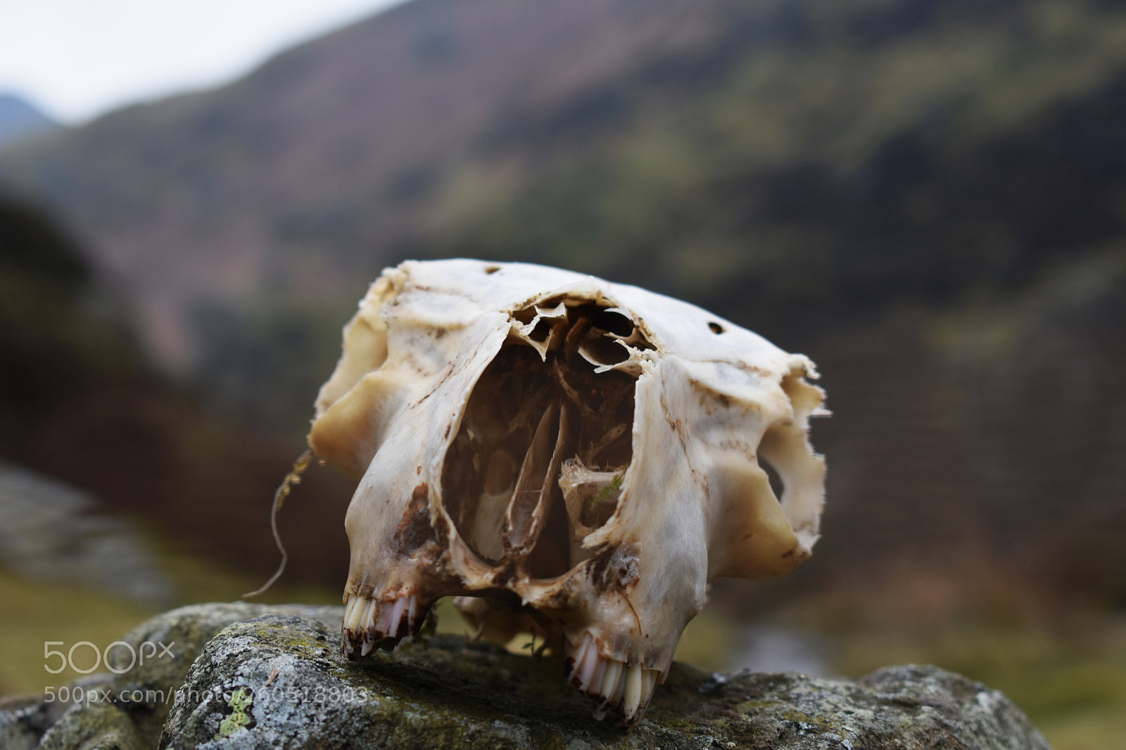 Nikon D3400 sample photo. Counting sheep photography
