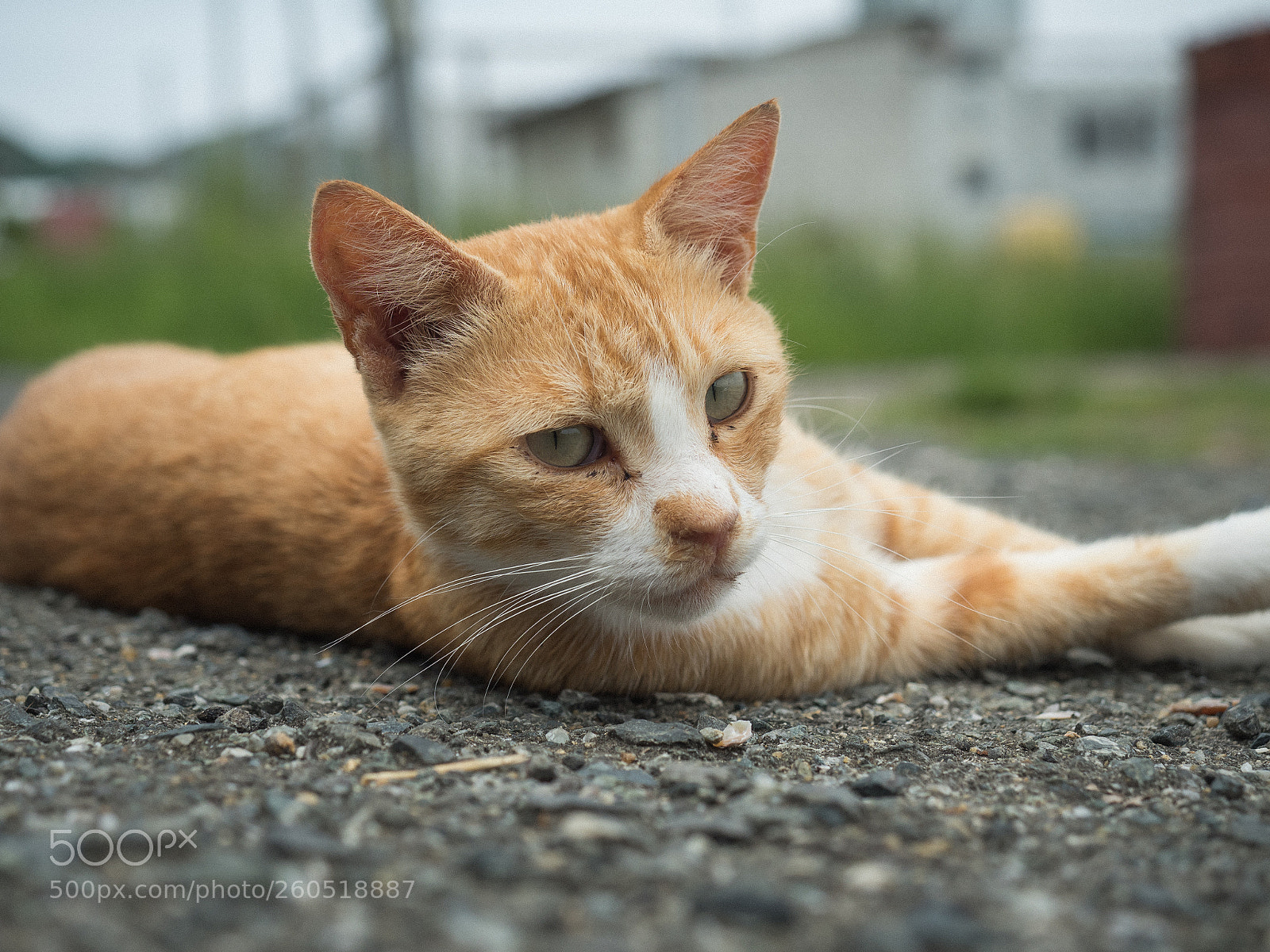 Olympus OM-D E-M5 II sample photo. Fk photography