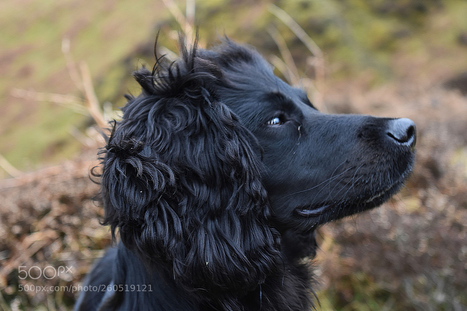 Nikon D3400 sample photo. Poser photography