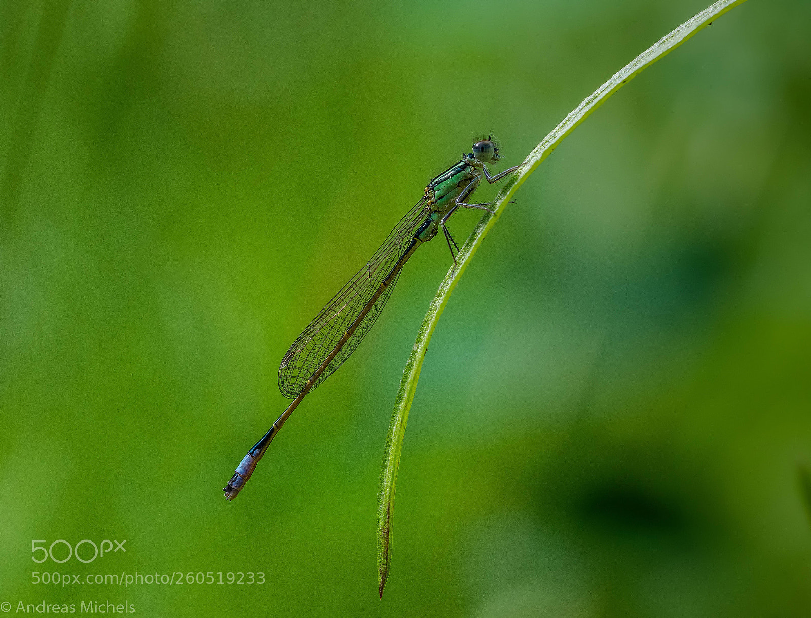 Nikon D850 sample photo. In our garden pond. photography